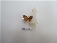 藏品(黑星灰蝶)的圖片